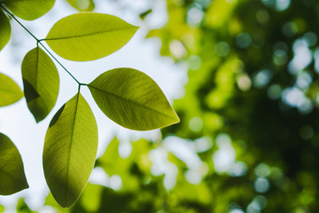 Green concept, branches and leaves of trees that are out of focus. Resulting in a beautiful bokeh and sunshine that shines through the leaves of the tree. Suitable to use as background image.