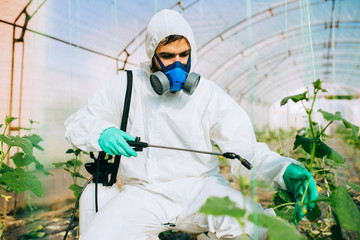 Young worker spraying organic pesticides on cucumber plants in a greenhouse.