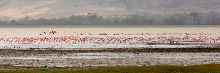 Flamingos at Ngorogoro crater National park, Tanzania. 
