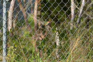 fairywren on the branch
