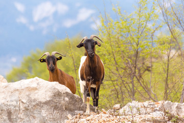 goats brown black on  the mountain tzoumerka ioannina greece
