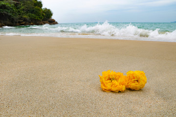 two yellow Cochlospermum regium flowers on the sand beach with blue sea and waves on background