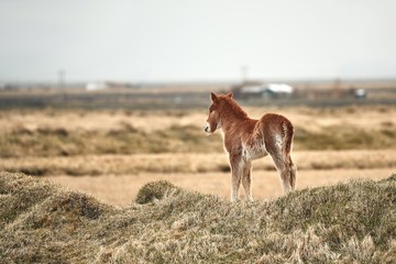 Fototapeta na wymiar Small, young horse in Iceland