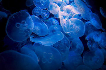 Obraz premium beautiful natural background with jellyfish in blue water