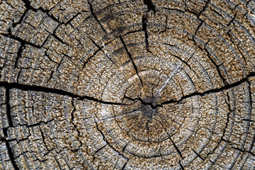 Rough texture of a saw cut of a tree. Ready photo background. Macro.
