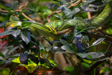 Opheodrys Aestivus rough green snake