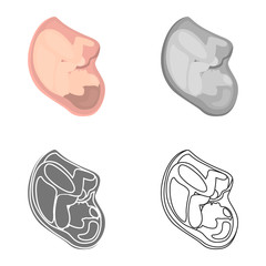 Baby in belly is colored flat, line, simple and monochrome icon set