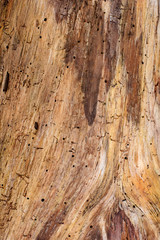 Distressed wood grain and knot background of a tree ~GRAIN~