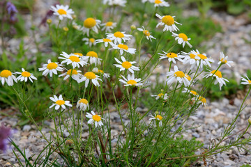 Echte Kamille (Matricaria chamomilla) Pflanze mit Blüten