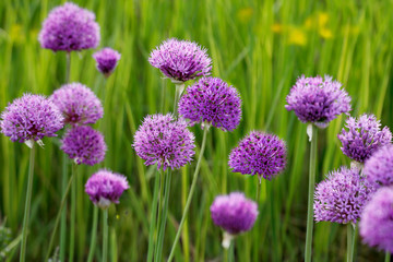 Zierlauch mit Blüten (Allium) 