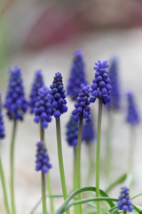 Traubenhyazinthen (Muscari) Pflanze mit Blüten