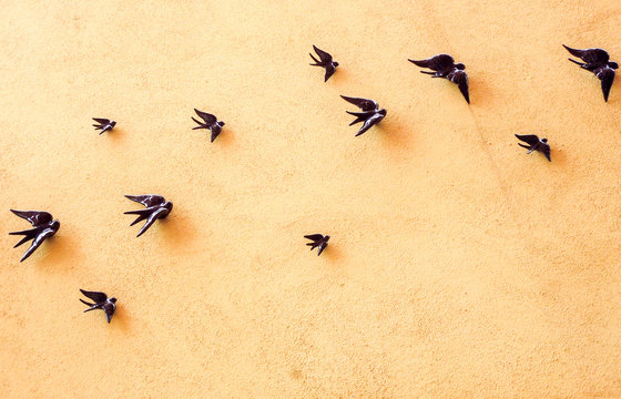 golondrinas negras en pared amarilla