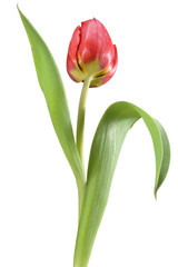 A red tulip, like an opera singer on stage with gestures and even facial expressions, she sings her existence in a colorful world, turns against a white background