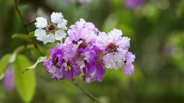 Lythraceae flowers or tabak flowers on tree