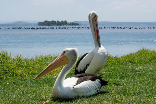pelicans on the road