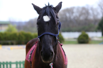 Obraz premium Head shot closeup of a beautiful yong horse during training