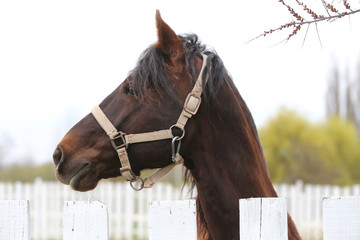 Head shot closeup of a beautiful yong horse during training