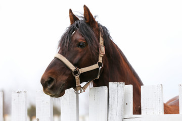 Head shot closeup of a beautiful yong horse during training