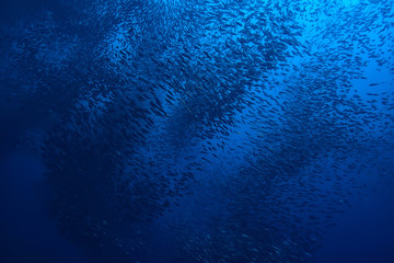 scad jamb under water / sea ecosystem, large school of fish on a blue background, abstract fish alive