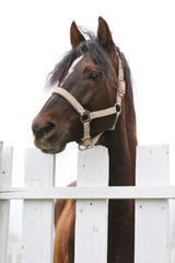 Head shot closeup of a beautiful yong horse during training