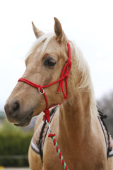 Head shot closeup of a beautiful yong horse during training