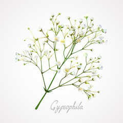 Gypsophila white flower