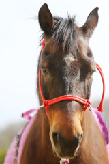 Head shot closeup of a beautiful yong horse during training