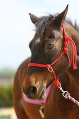 Head shot closeup of a beautiful yong horse during training