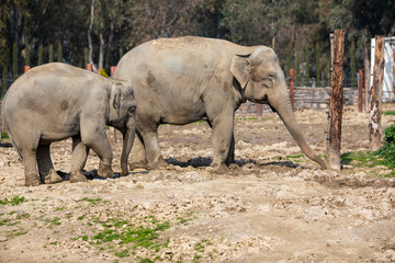 Fototapeta premium Elephant 