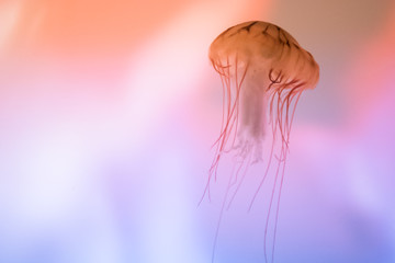 クラゲ / Jellyfish
