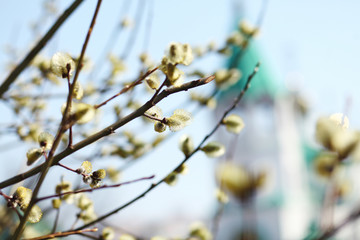 willow branches and the orthodox church on the backround/easter  background