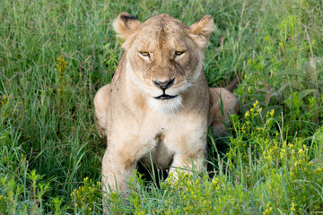 Fototapeta na wymiar lion in Serengeti
