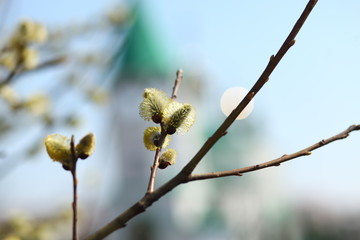 willow branches and the orthodox church on the backround/easter  