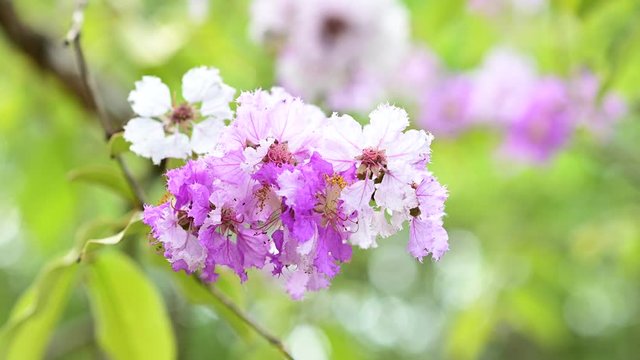 Lythraceae flowers or tabak flowers on tree