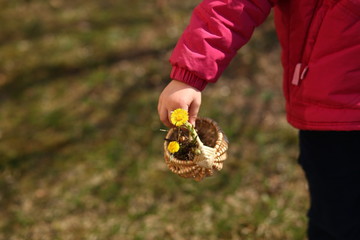 child's hand holding the basket with snowdrops coltsfoot/easter ,mother's day,nature care