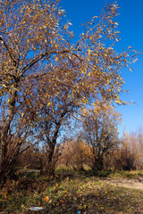 Obraz premium Autumn day in Arkhangelsk. View of the river Northern Dvina and river port in Arkhangelsk.