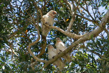 parrot on a branch