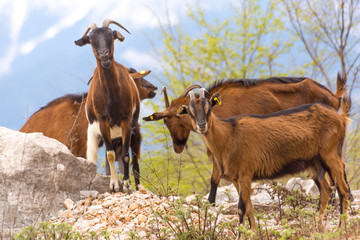 Naklejka na ściany i meble goats brown black on the mountain tzoumerka ioannina greece
