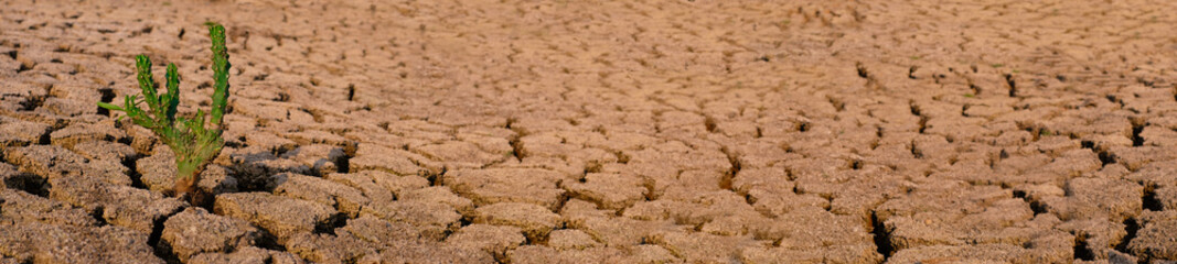 Cactus growing racked and dry soil in arid areas landscape panorama