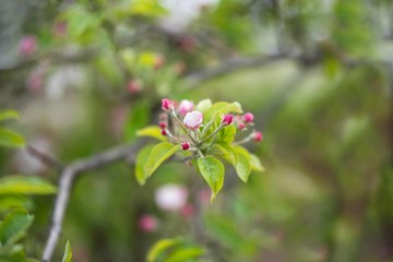 apple tree branch with spring blossom flowers