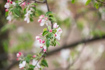 spring tree blossom. tree bloom background. apple tree flowering.