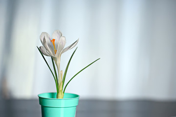 white crocus spring flower, spring abstract background, nature concept