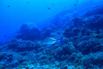 under water ocean / landscape underwater world, scene blue idyll nature