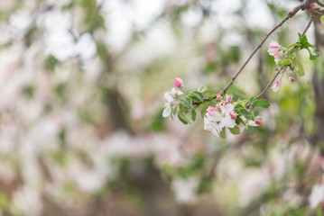 spring tree blossom. tree bloom background. apple tree flowering.
