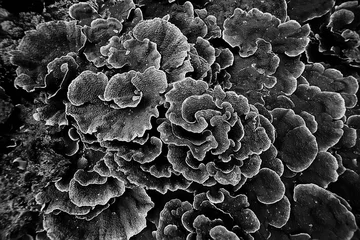 Gardinen Korallenriff coral reef macro / texture, abstract marine ecosystem background on a coral reef  © kichigin19