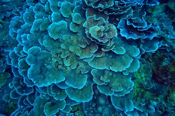  koraalrifmacro/textuur, abstracte mariene ecosysteemachtergrond op een koraalrif © kichigin19