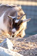 Zootiere