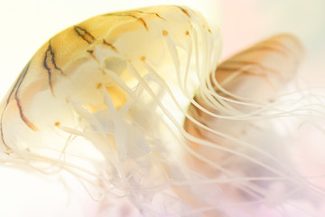 クラゲ / Jellyfish