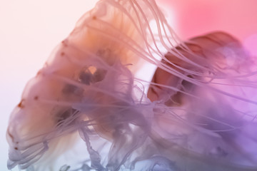 クラゲ / Jellyfish