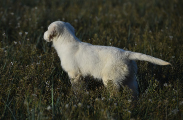 perro labrador